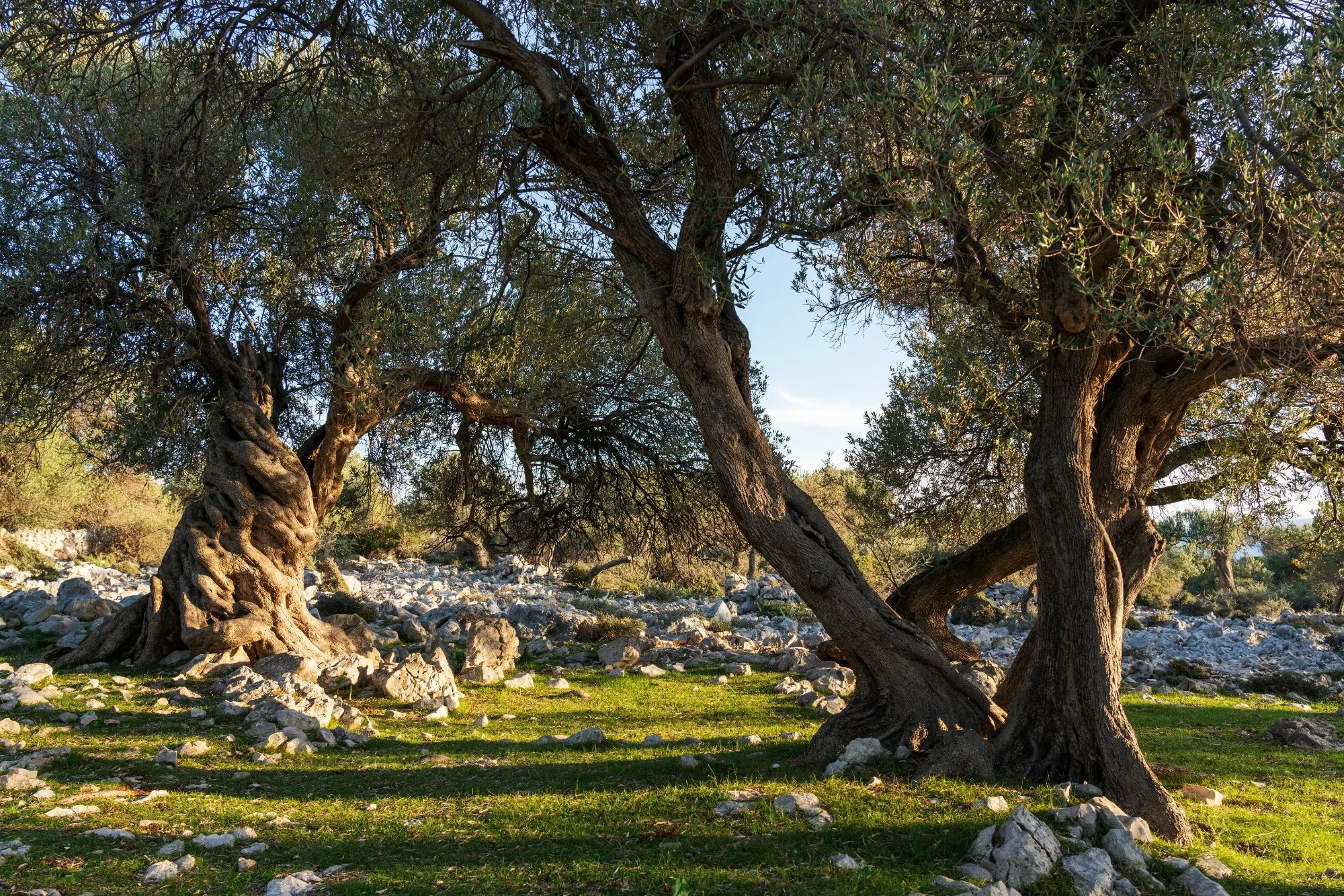 Oldest Olive Trees Croatia Small